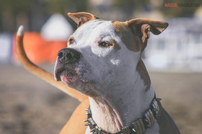 Fotografía de mascotas Málaga | Fran Vargas