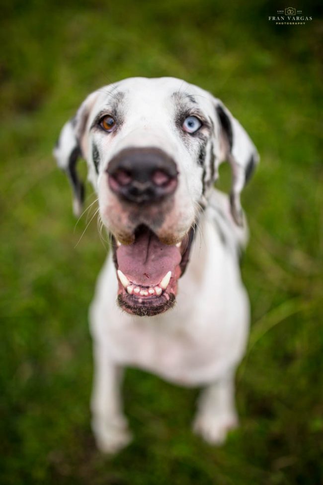 Fotografía de mascotas Málaga | Fran Vargas Fotógrafo de perros Granada y Málaga