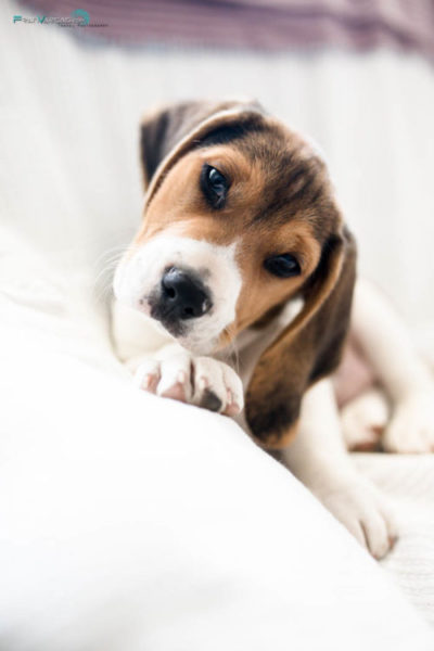 Fotografía de mascotas Málaga | Fran Vargas