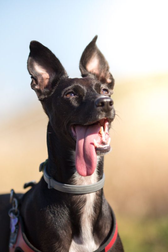 Fotografía de mascotas en Málaga. – Fran Vargas Photography_-34