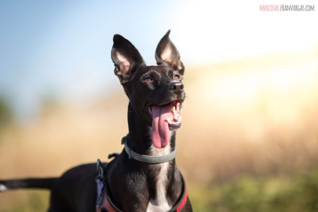 Fotografía de mascotas en Málaga. – Fran Vargas Photography_-34