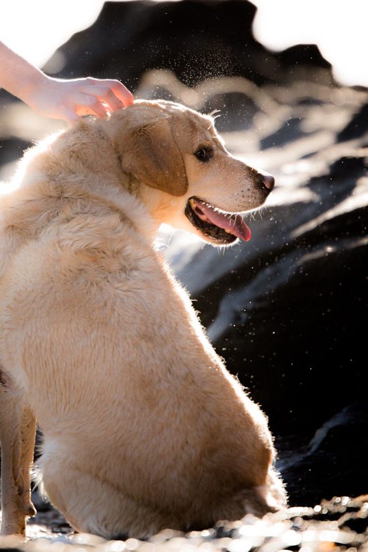 Nala, Jose y Laura- Fotografo Bodas Málaga -Fran Vargas Photography 2018-102 Fran Vargas , Fotógrafo de mascotas Málaga