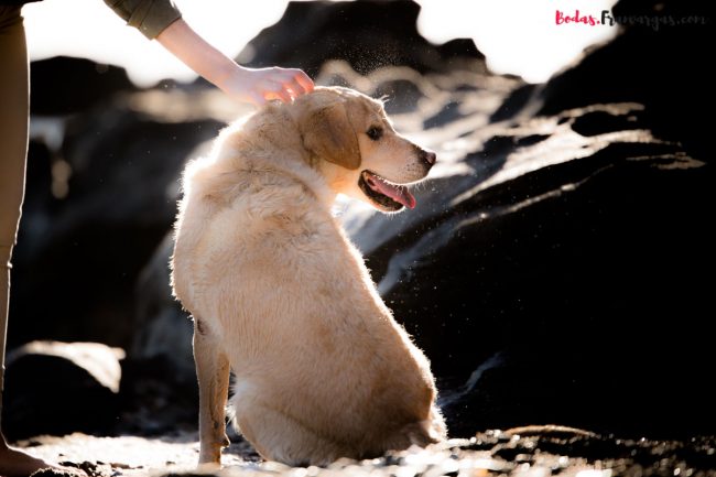 Nala, Jose y Laura- Fotografo Bodas Málaga -Fran Vargas Photography 2018-102 Fran Vargas , Fotógrafo de mascotas Málaga