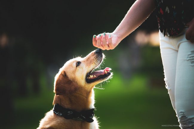 Rumbo y Zahira | Fotógrafo de mascotas Málaga Fotógrafo de mascotas Málaga
