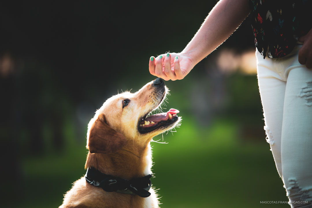 Fotógrafo de mascotas Málaga