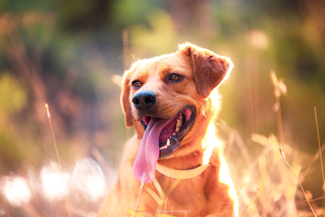 Fotógrafo de mascotas Málaga | Fran Vargas Photography | mascotas.franvargas.com